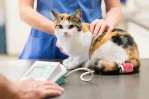 bassa pressione sanguigna gatto