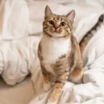 bradicardia gatto