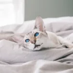 condrosarcoma gatto