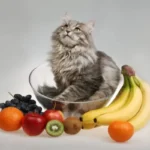 frutta gatto