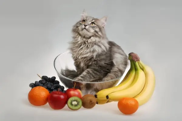 frutta gatto