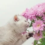 gatto crisantemi
