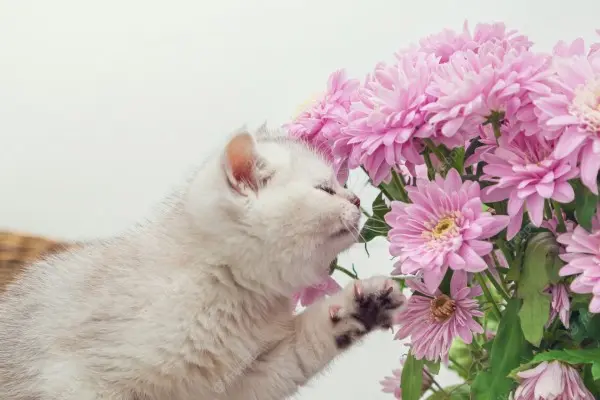 gatto crisantemi