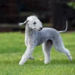atrofia progressiva della retina nel cane
