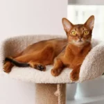 miocardite gatto