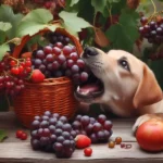 uva e cani