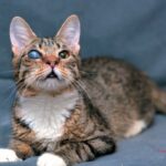 sclerosi lenticolare gatto
