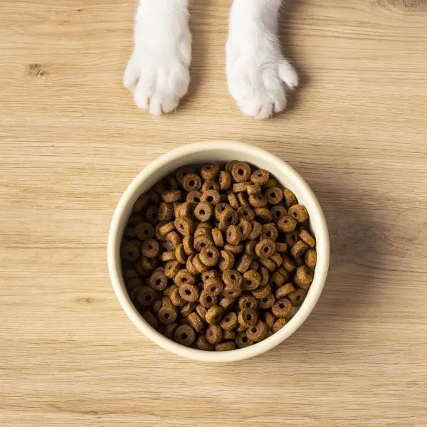 cane non mangia dopo intervento